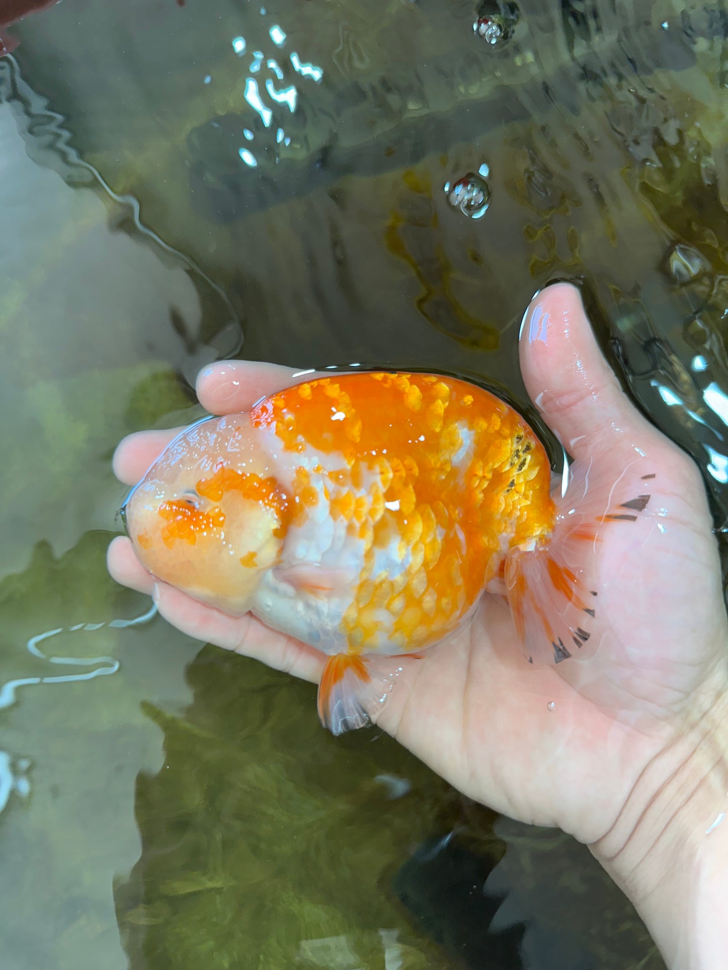 AAA Grade Sakura LionKing 5 inches #062025LC_08