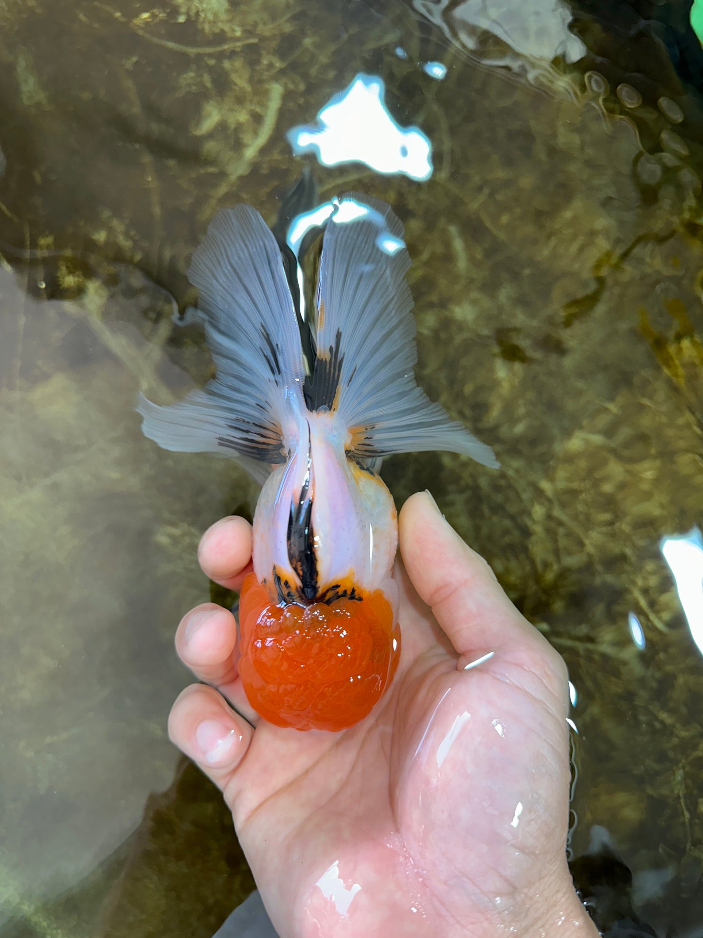 Tricolor Oranda Female 5-5.5 inches #070425OR_20