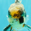 AAA Grade Super Special Marble Kirin Oranda Male 6 inches #061926OR_16