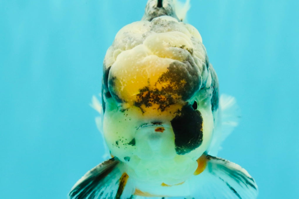 AAA Grade Super Special Marble Kirin Oranda Male 6 inches #061926OR_16