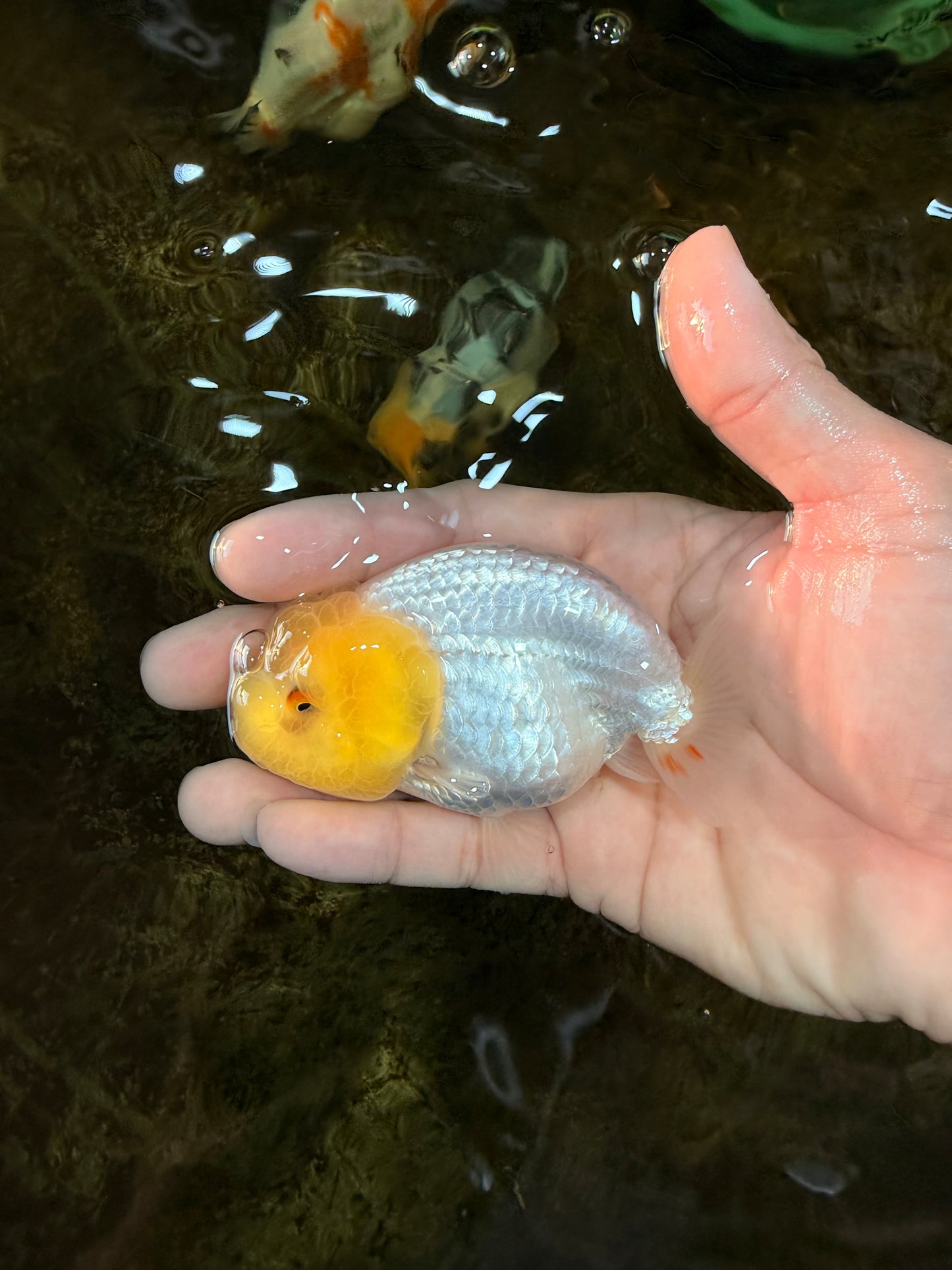 LEMON POP AAA Grade Lemonhead LionQueen 3.5-4 inches #101725LC_03