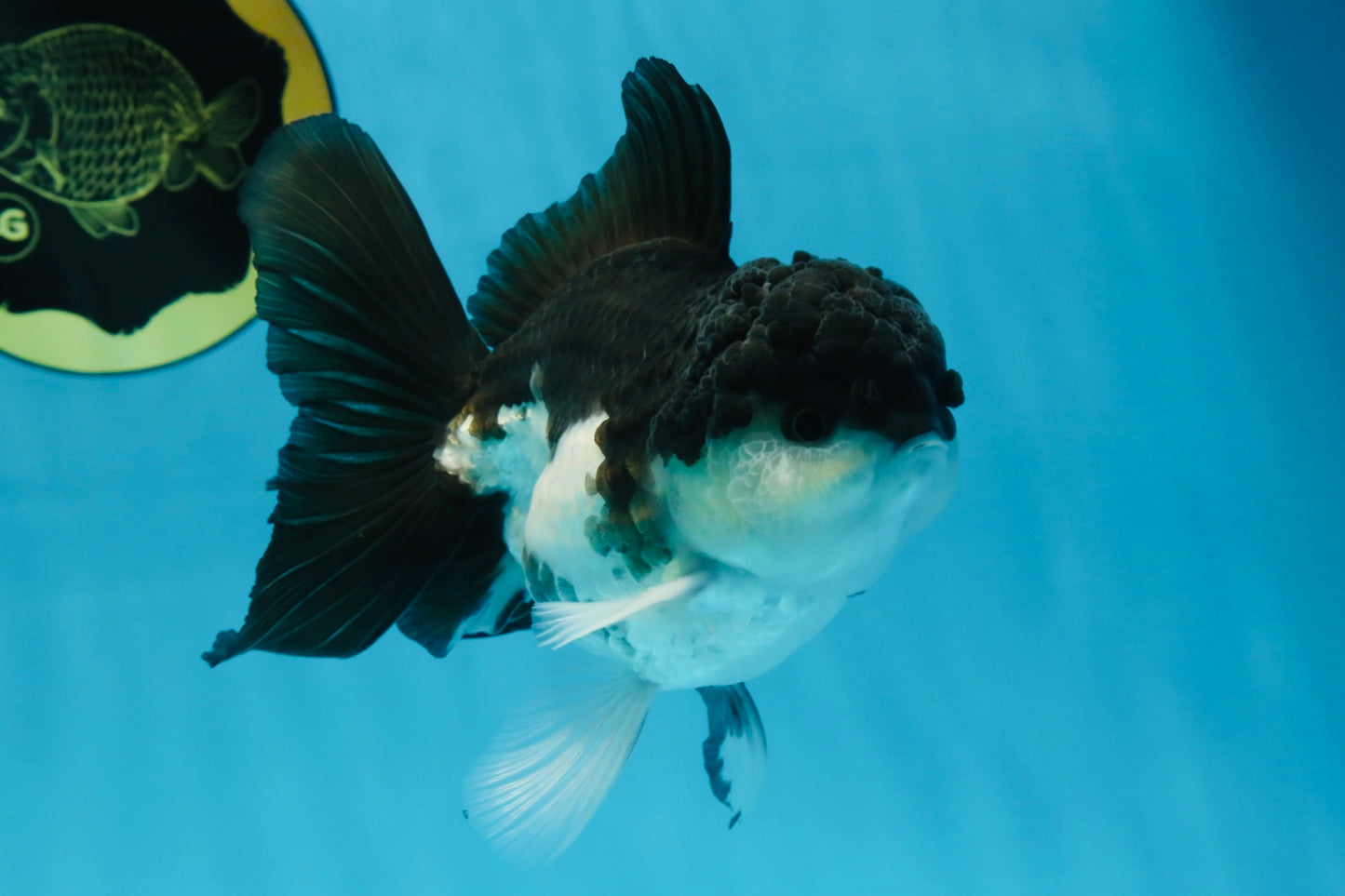 Panda Oranda Male 5 inches #091225OR_25