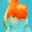 A Grade Polkadot Red White Oranda Male 5.5 inches #100926OR_13