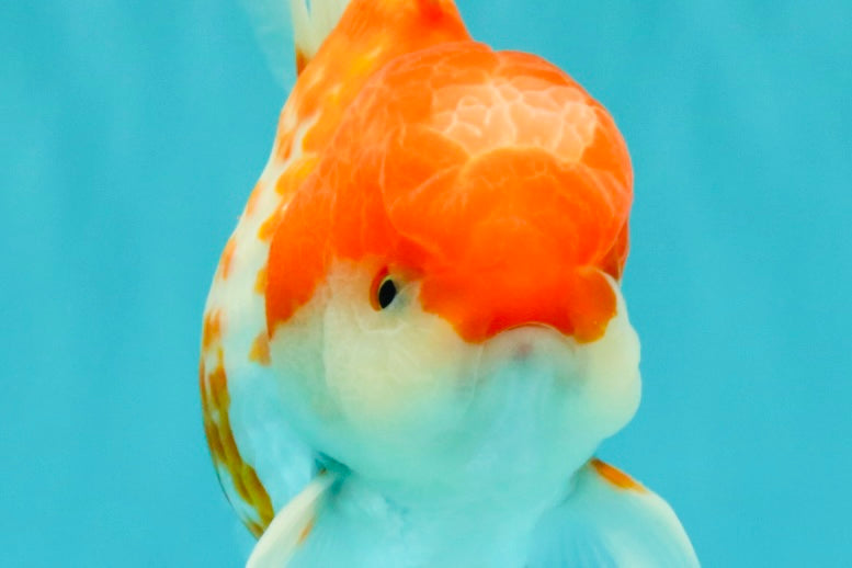 A Grade Polkadot Red White Oranda Male 5.5 inches #100926OR_13
