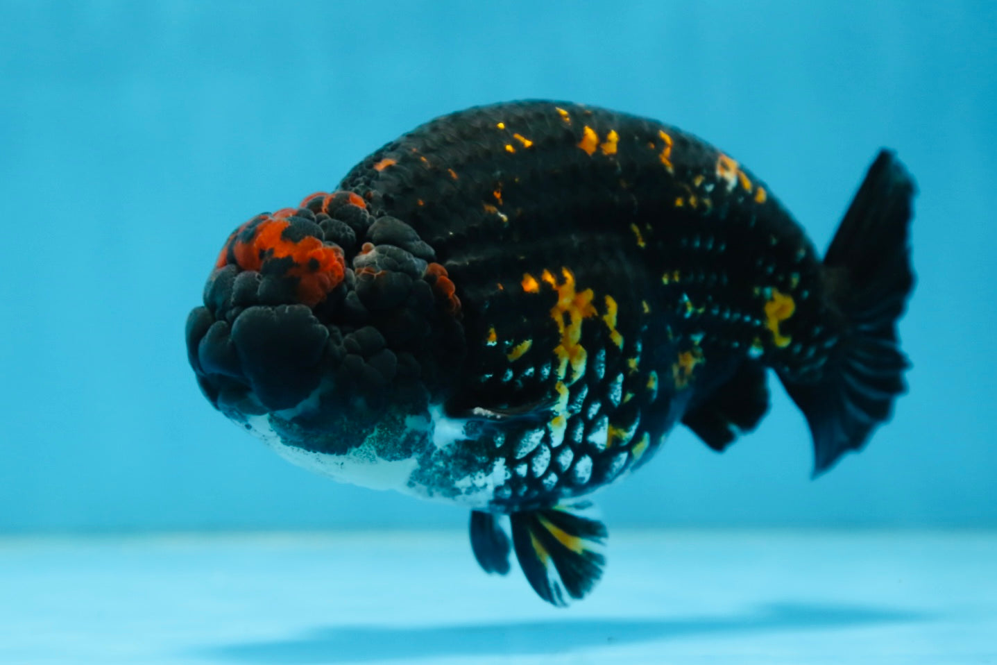 AAA Grade SPECIAL Tiger LionKing 5 inches #082925LC_02