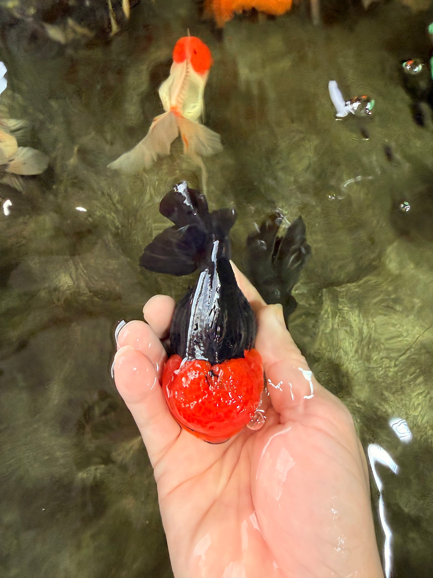 A Grade Red Head Button Eyes Tricolor Yuanbao Male 4-4.5 inches #031326YB_16