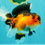 AAA Grade Apache Oranda Female 5.5-6 inches #071026OR_26