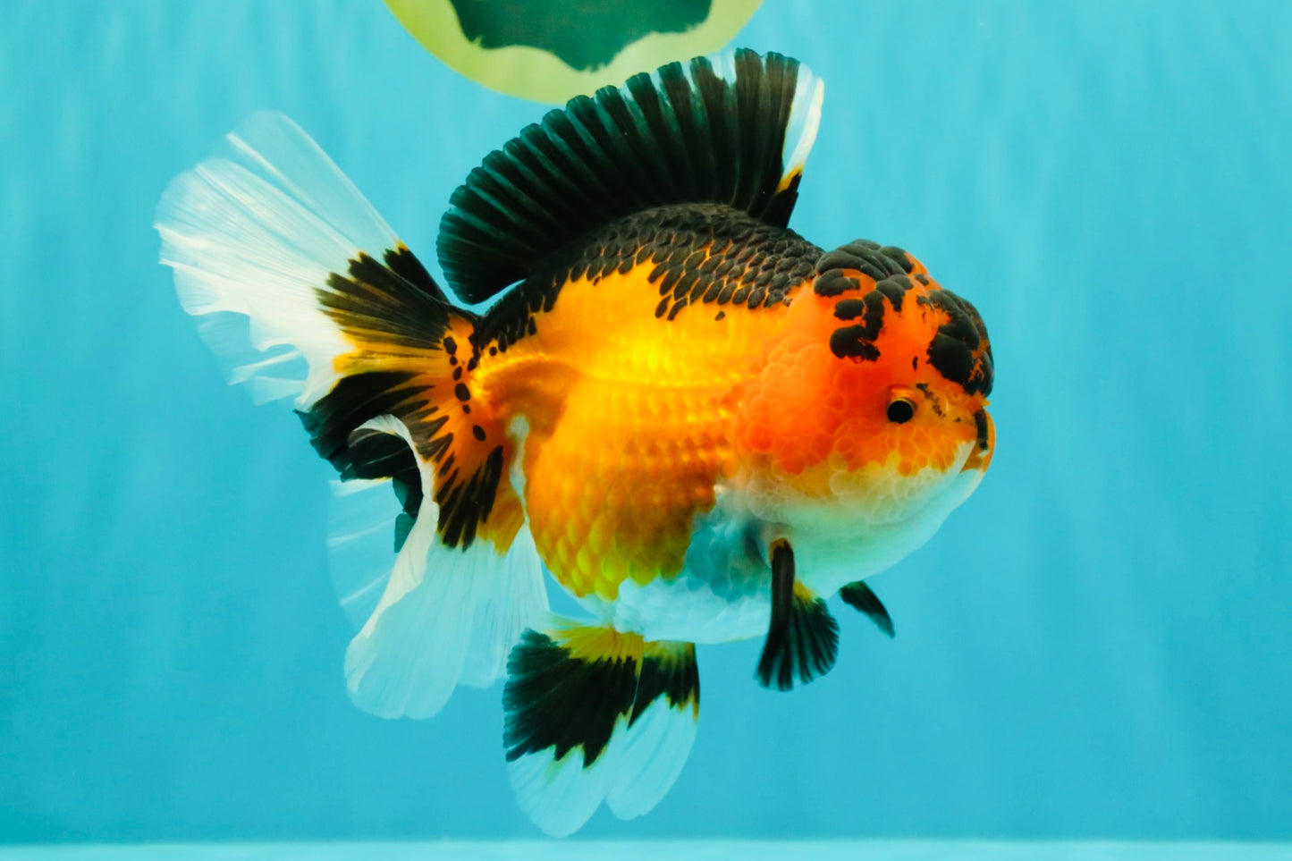 AAA Grade Apache Oranda Female 5.5-6 inches #071026OR_26