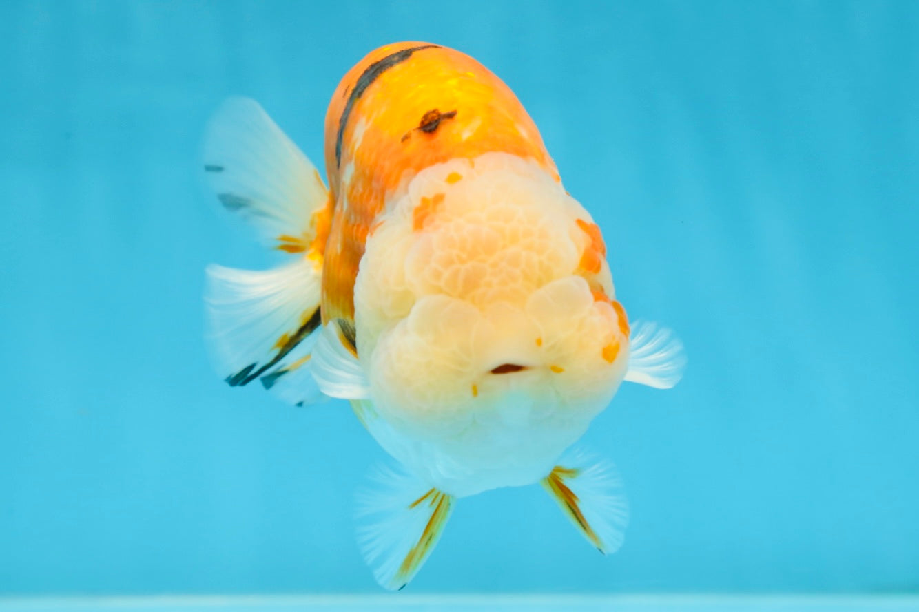 AAA Grade Sakura LionKing 5 inches #062025LC_08