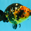 Tiger Chinese Ranchu Female 5.5 inches #022026RC_20