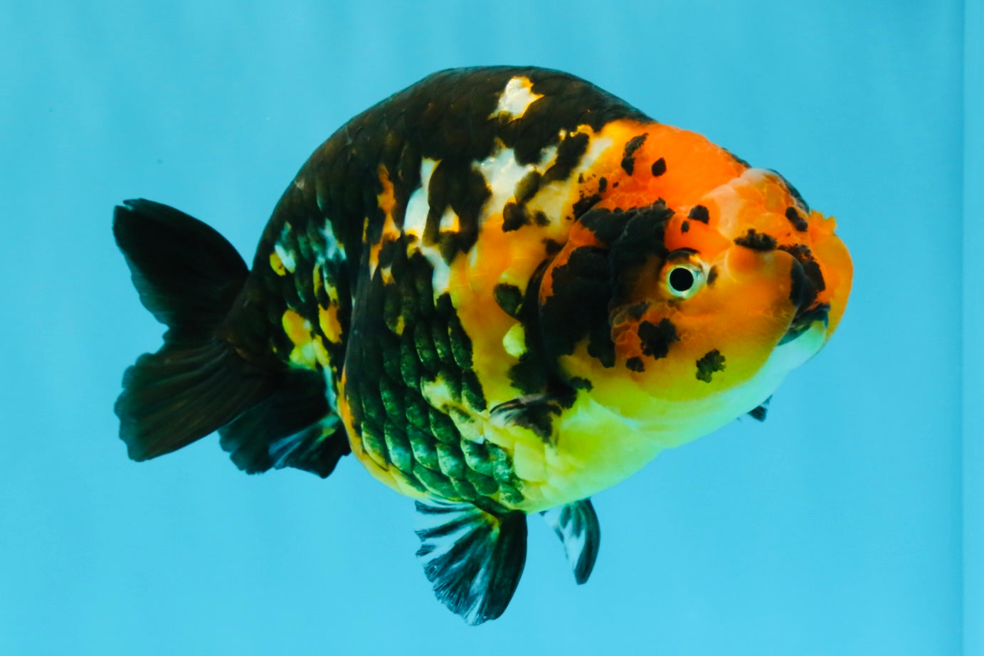 Tiger Chinese Ranchu Female 5.5 inches #022026RC_20