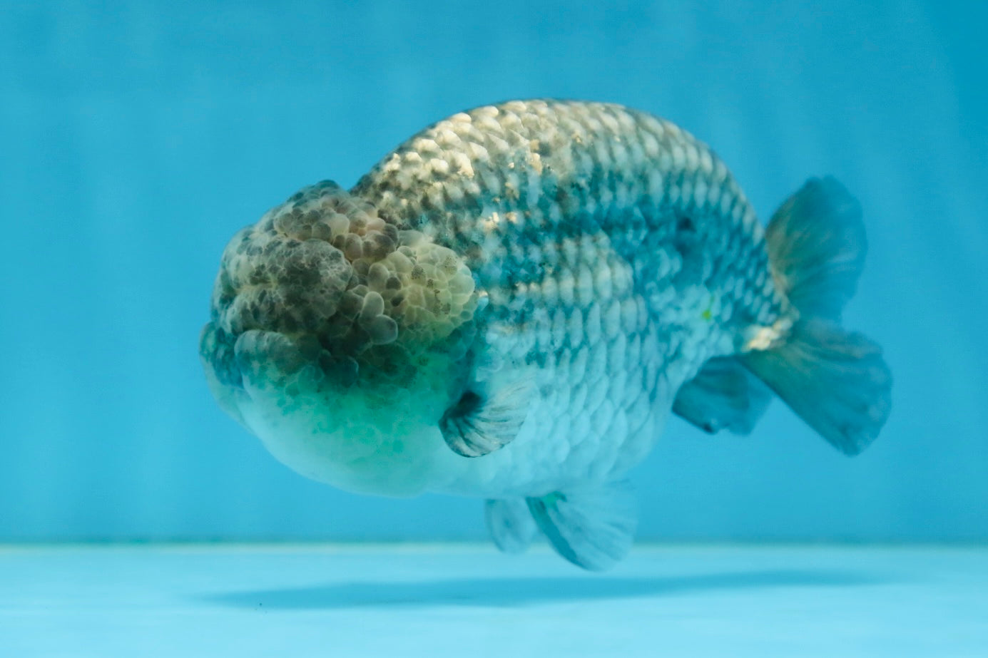 A Grade CHONKY Blue LionKing 5-5.5 inches #082925LC_17