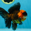 A Grade Dragon Tricolor Oranda Male 5 inches #060625OR_18