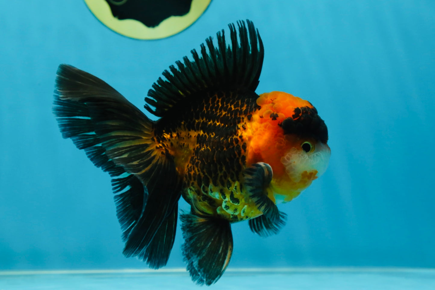 A Grade Dragon Tricolor Oranda Male 5 inches #060625OR_18