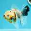 A Grade Unique Calico Oranda Female 4.5 inches #0607OR_10