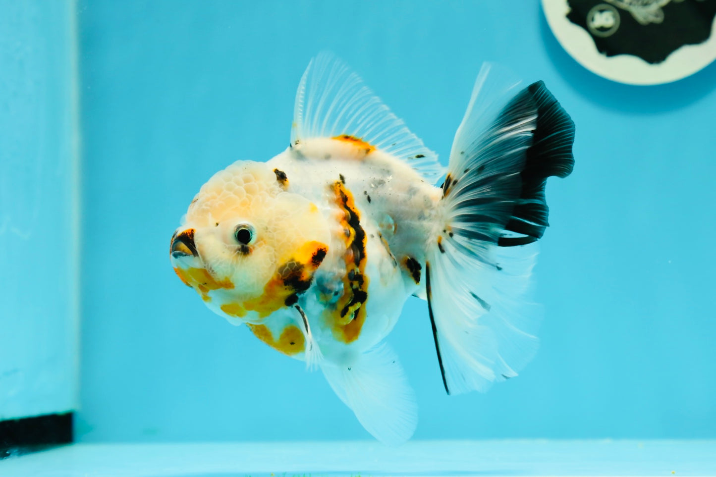 A Grade Unique Calico Oranda Female 4.5 inches #0607OR_10