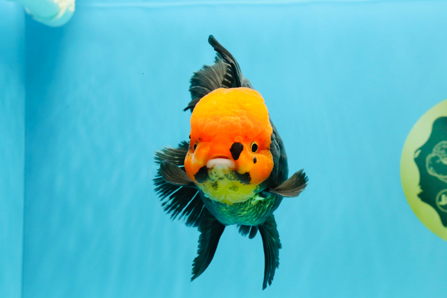 A Grade Red Head Tricolor Oranda Male 5.5-6 inches #030626OR_25