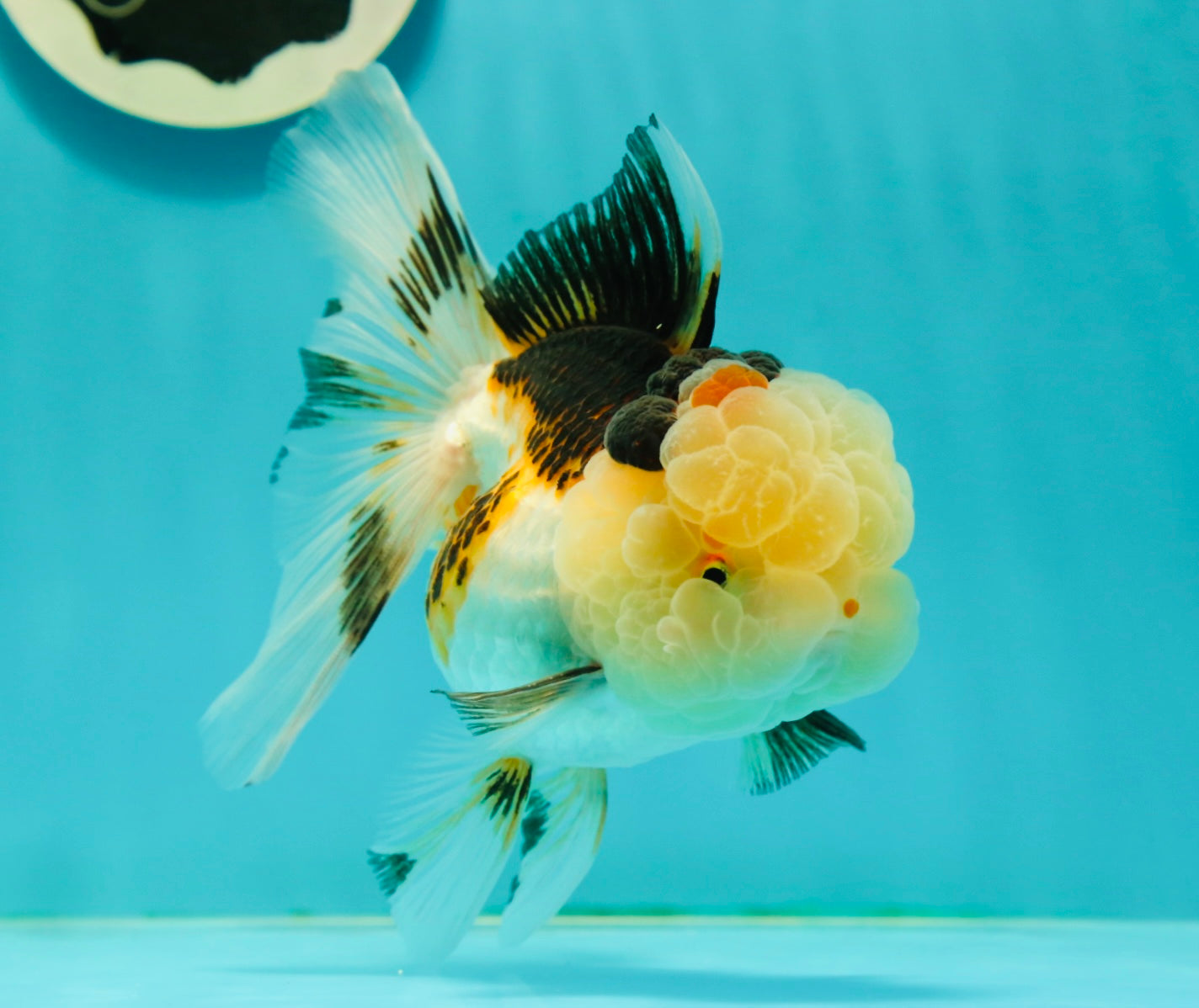 BULLDOG Jelly Wen Tricolor Oranda Female 5 inches #1018OR_18