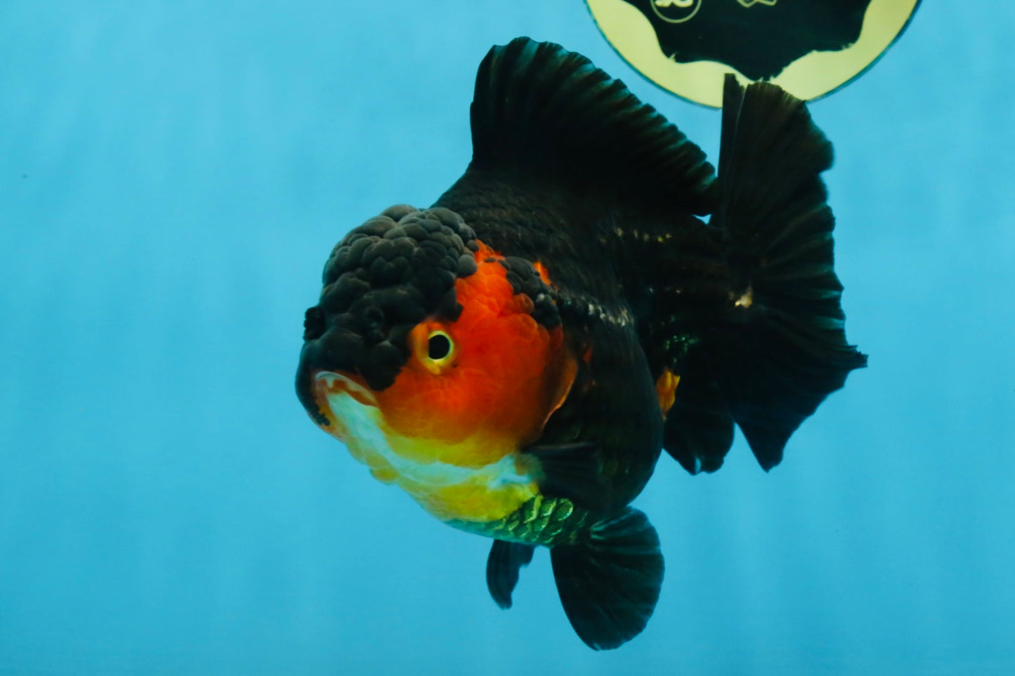 A Grade Apache Yuanbao Female 5-5.5 inches #112825YB_15