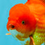 JUMBO A Grade Red White Oranda Male 7 inches #041026OR_03