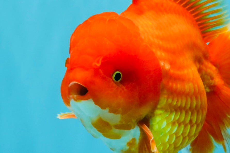 JUMBO A Grade Red White Oranda Male 7 inches #041026OR_03