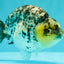 SPECIAL AAA Grade White Tiger LionKing 5.5 inches #061926RC_07