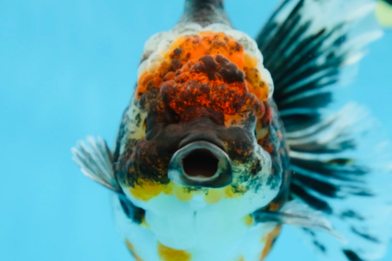 AAA Grade THICK BODY Calico Kirin Oranda Female 6 inches #080825OR_14