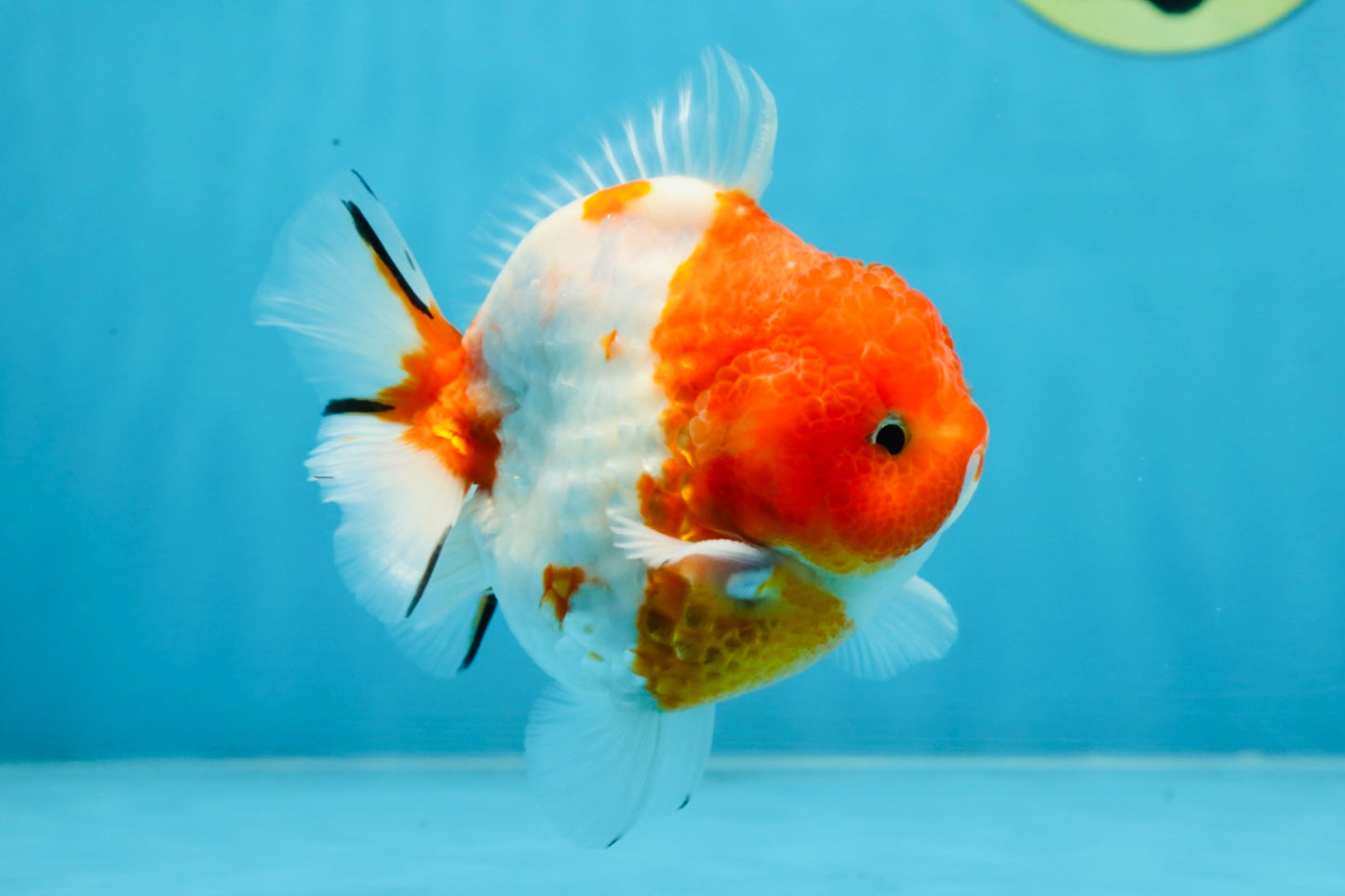 SUPER CUTE Sakura Yuanbao Male 4 inches #101725YB_27