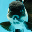 Panda oranda hembra de tamaño A de 5,5 pulgadas, tamaño n.° 0517OR_01