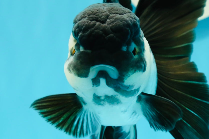 Panda oranda hembra de tamaño A de 5,5 pulgadas, tamaño n.° 0517OR_01