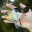 AAA Grade Panda Oranda Male 4.5 inches #112224OR_09