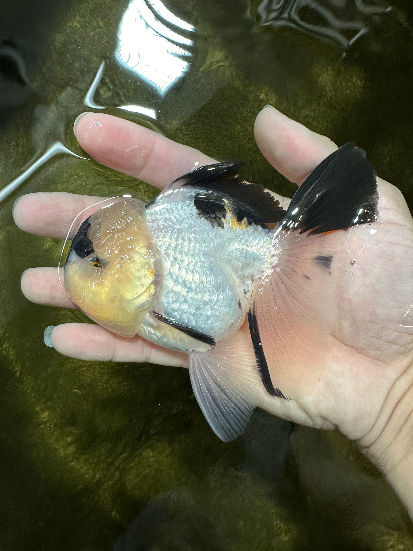 AAA Grade Panda Oranda Male 4.5 inches #112224OR_09