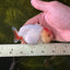 Baby Lemonhead Shark Lionchu Male 3.5-4 inches #0202LC_01