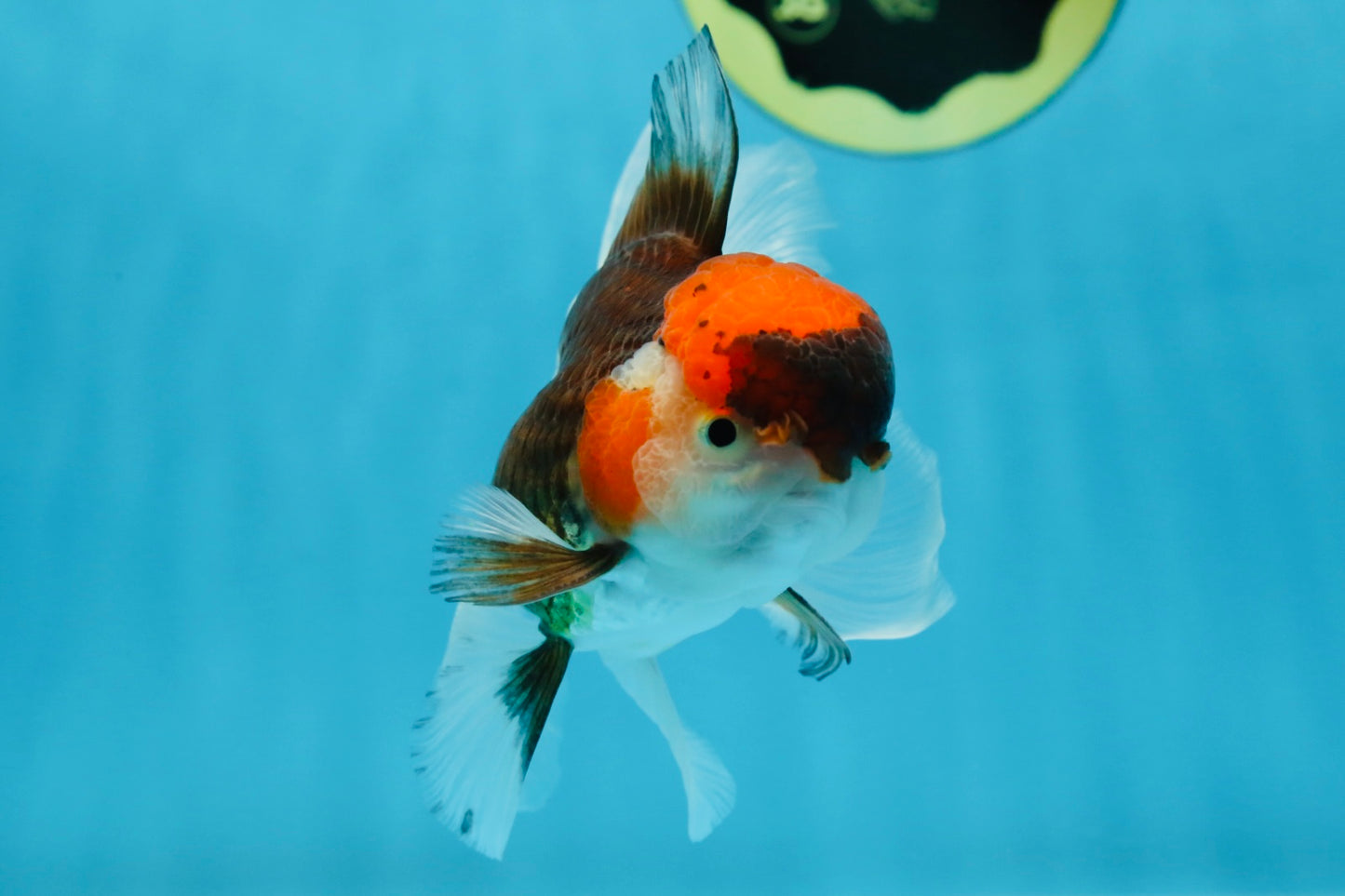 Young Tricolor Oranda Male 4.5 inches #061325_02
