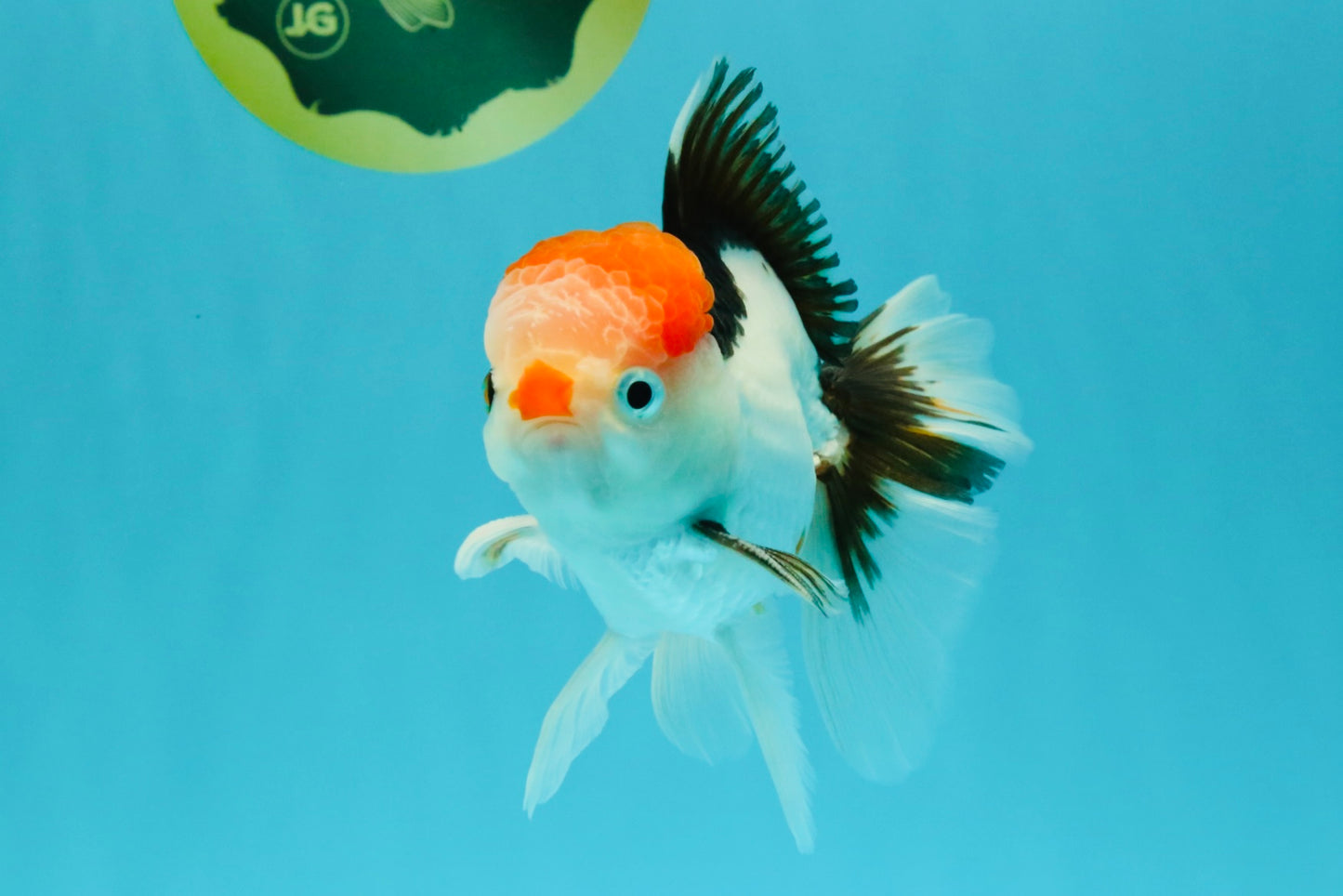 CLOWN A Grade Tricolor Oranda Male 5-5.5 inches #032026OR_14