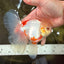 A Grade Lipstick Red White Oranda Male 5.5-6 inches #102326OR_14