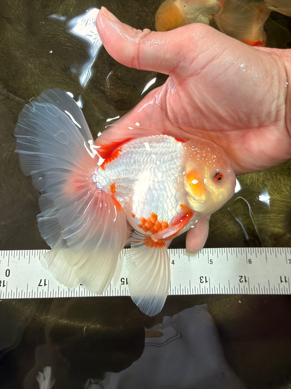 A Grade Lipstick Red White Oranda Male 5.5-6 inches #102326OR_14