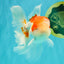 Red White Oranda Male 5 inches #101626OR_05