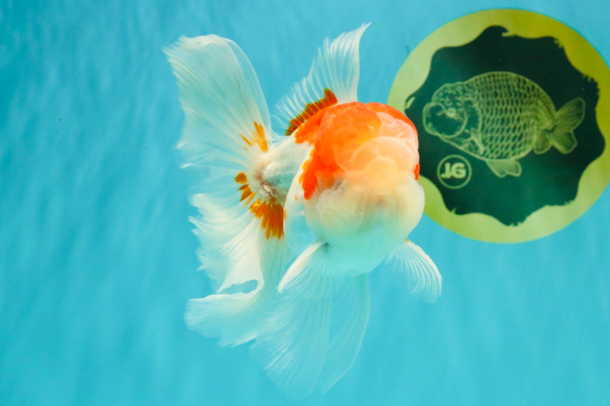Red White Oranda Male 5 inches #101626OR_05