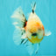 CHONKY AAA Grade Calico Oranda Male 6-6.5 inches #101626OR_21