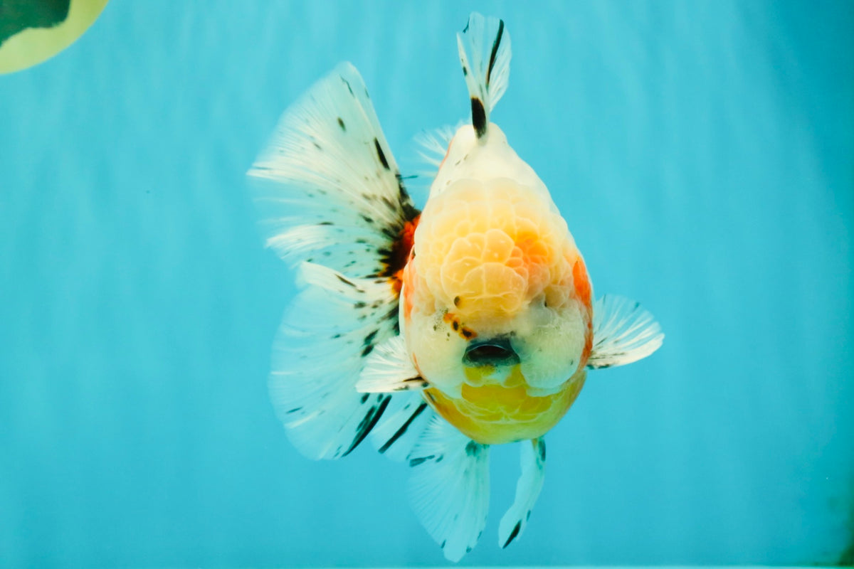CHONKY AAA Grade Calico Oranda Male 6-6.5 inches #101626OR_21
