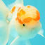 A Grade Red White Oranda Male 5-5.5 inches #102326OR_22