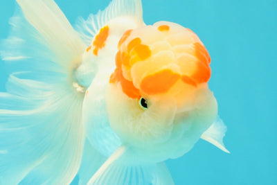 A Grade Red White Oranda Male 5-5.5 inches #102326OR_22