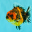 AAA Grade Tiger Yuanbao Male 4.5 inches #061926YB_37