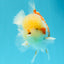 AAA Grade Polkadot Red White Oranda Male 6-6.5 inches #030626OR_19