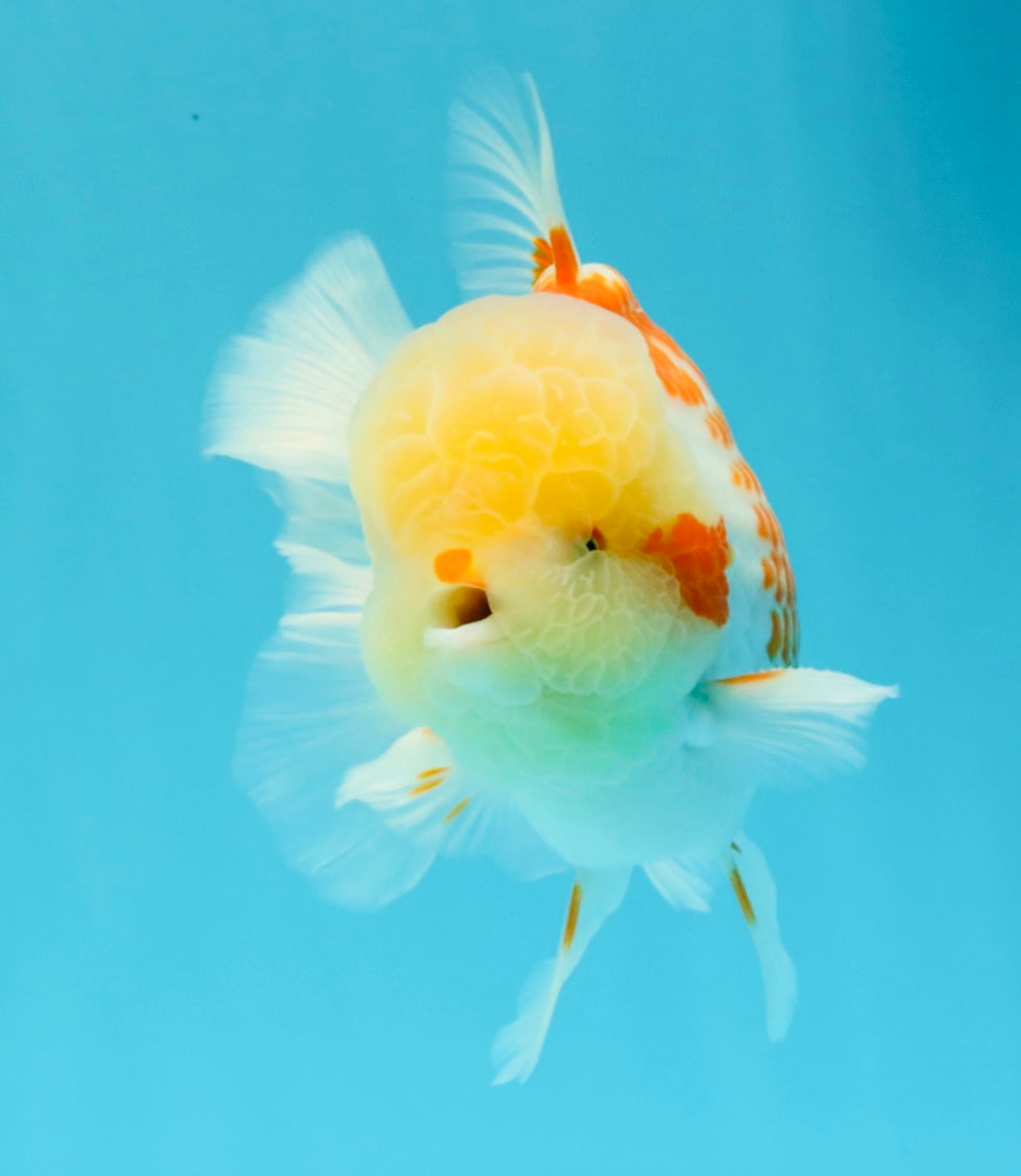 AAA Grade Polkadot Red White Oranda Male 6-6.5 inches #030626OR_19