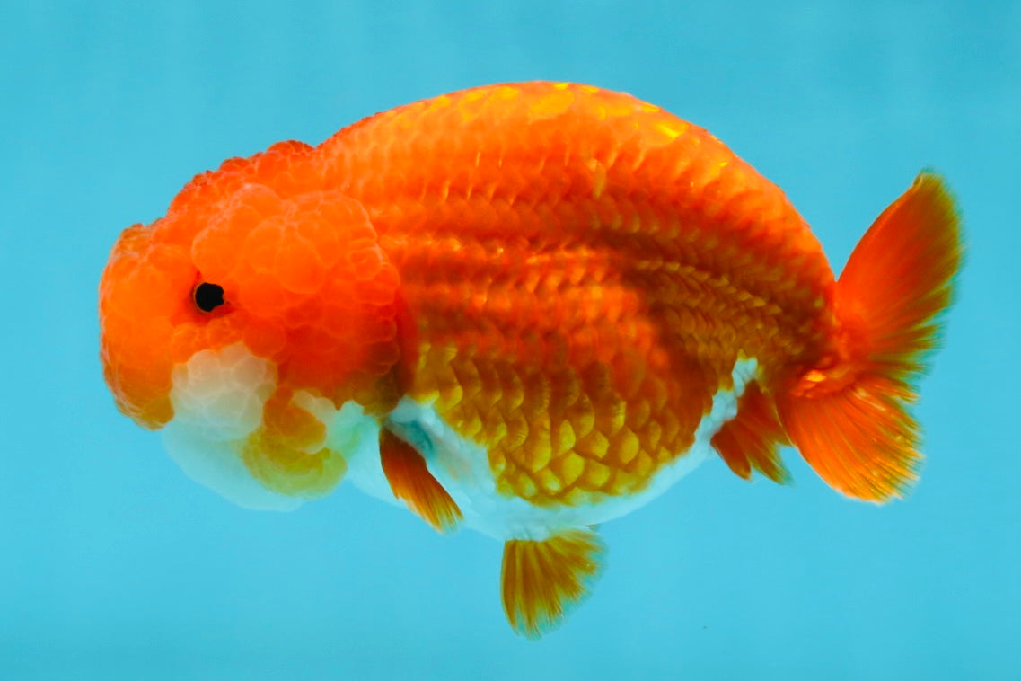 A Grade Red White LionQueen 4.5-5 inches #052325LC_22