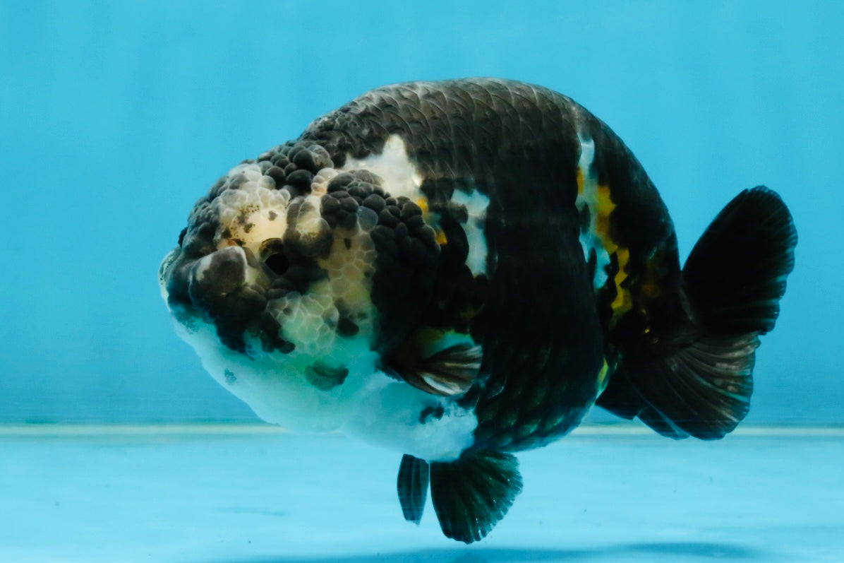 SPECIAL PANDA A Grade Ink Chinese Ranchu Male 4.5 inches #120525RC_05