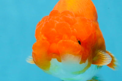 A Grade Red White LionQueen 4 inches #121225LC_09