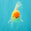 SUPER CUTE Kohaku Oranda Female 5.5 inches #090426OR_16
